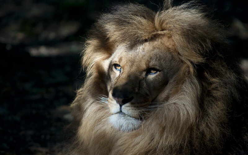 Male Lion with Mane — Brown, Dramatic, Photograph, Eyes, Whiskers