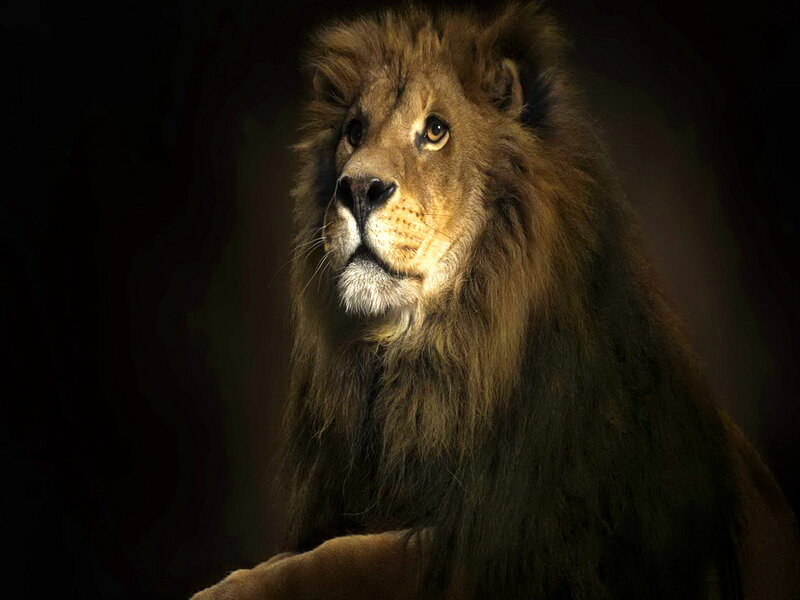 Male Lion with Mane — Brown, Dramatic, Photograph, Face