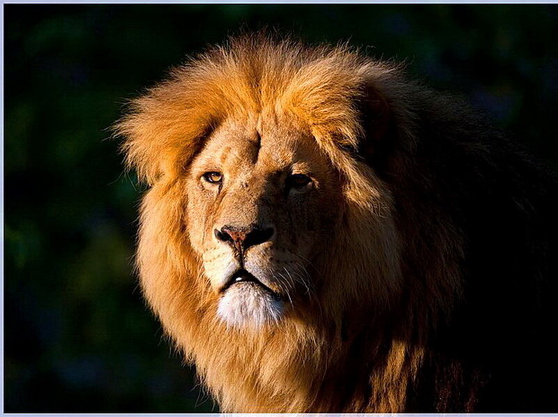 Male Lion with Mane — Brown, Dramatic, Photograph, Forest