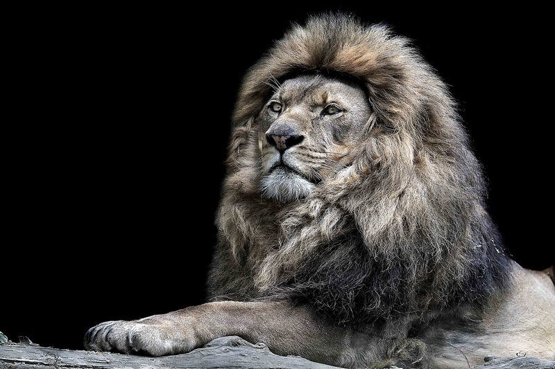 Male Lion with Mane — Brown, Dramatic, Photograph, Rock