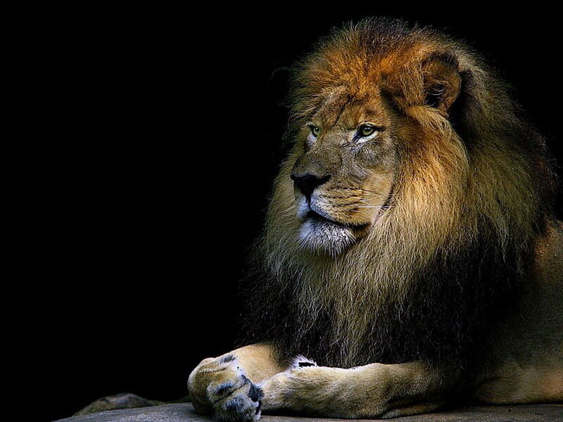 Male Lion with Mane — Brown, Dramatic, Photograph