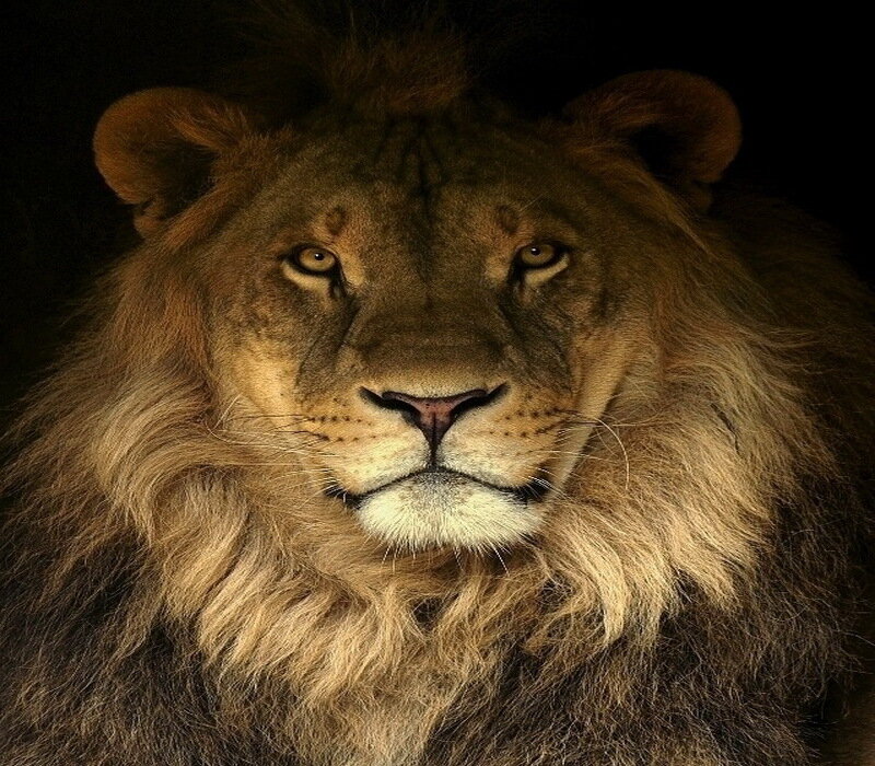 Male Lion with Mane — Brown, Dramatic