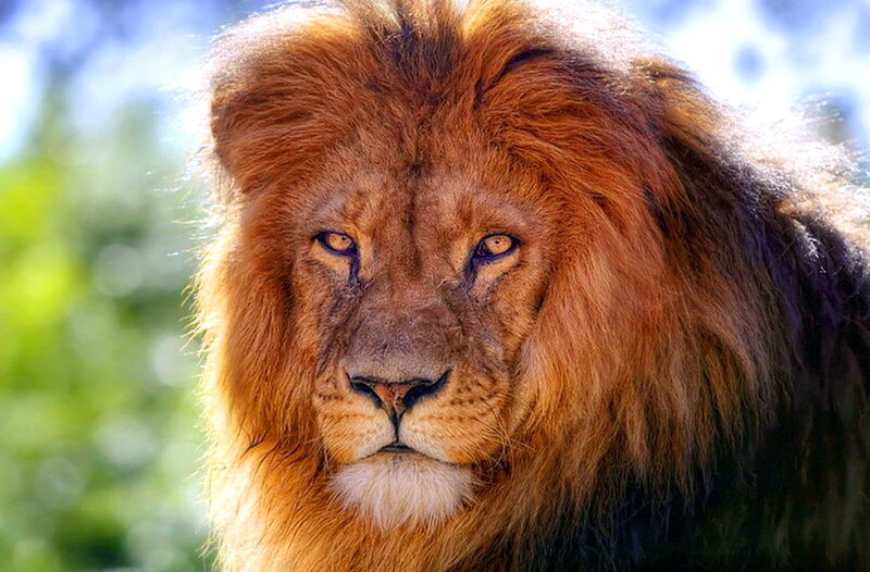 Male Lion with Mane — Brown, Intense, Afternoon