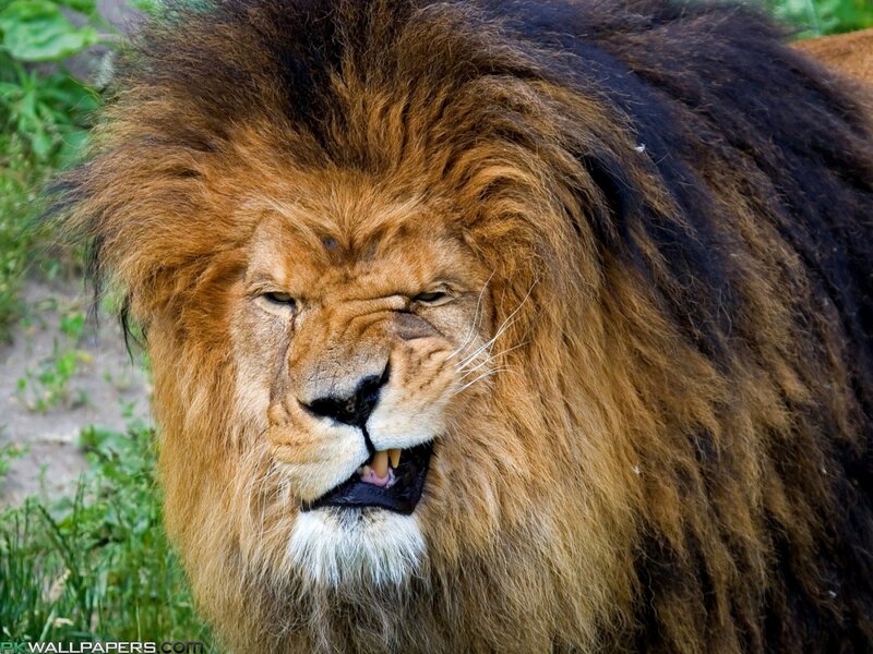 Male Lion with Mane — Brown, Intense, Photograph, Grass, Dirt