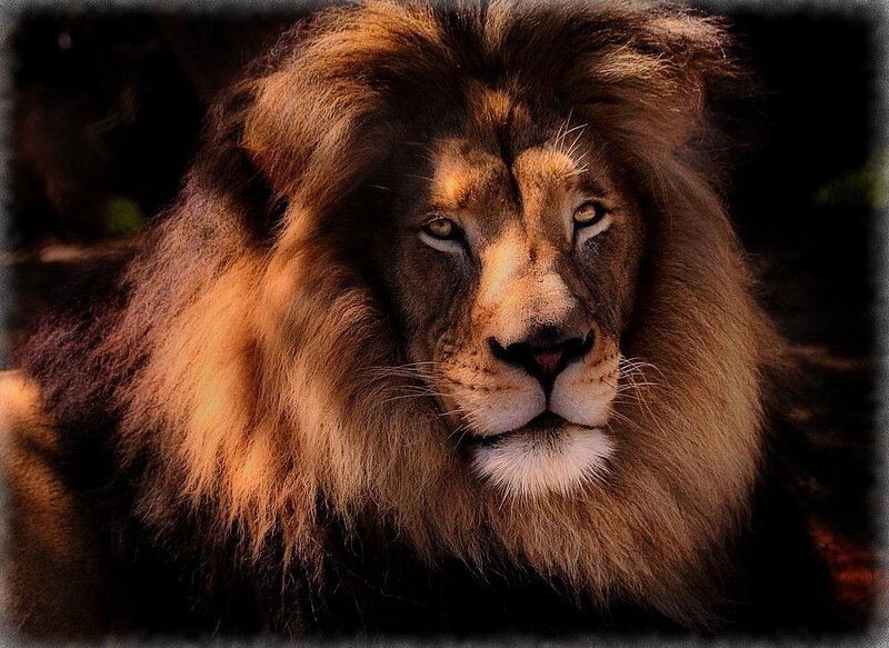 Male Lion with Mane — Brown, Intense, Photograph