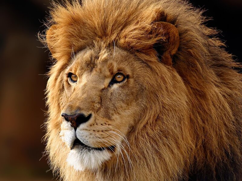 Male Lion with Mane — Brown, Intense, Photograph, Whiskers, Eyes, Tan