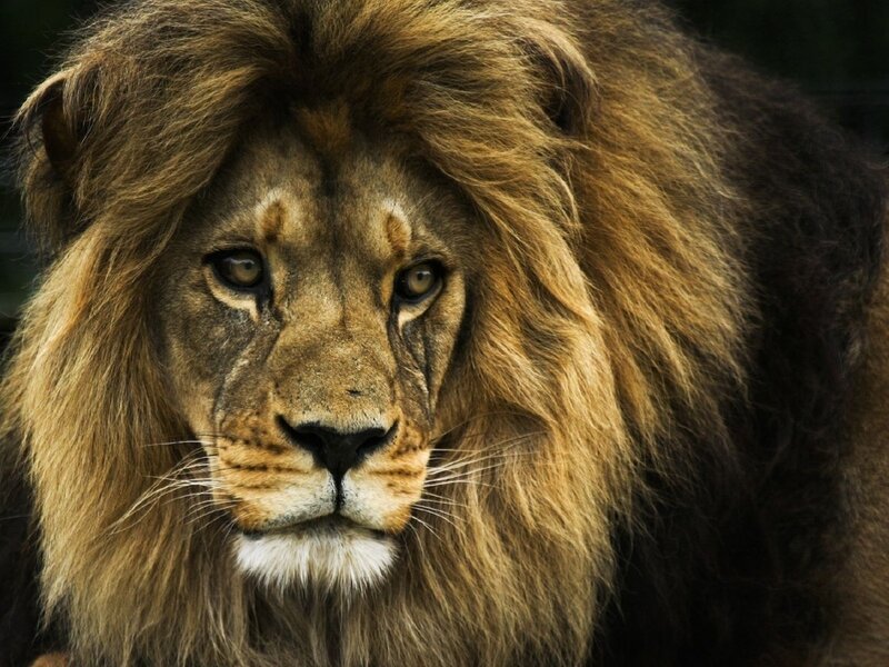 Male Lion with Mane — Brown, Intense, Photograph, Whiskers