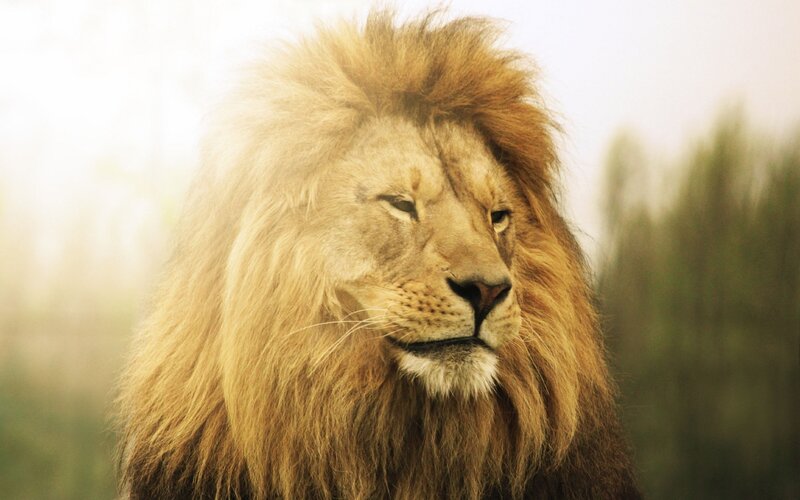 Male Lion with Mane — Brown, Serene, Afternoon, Photograph