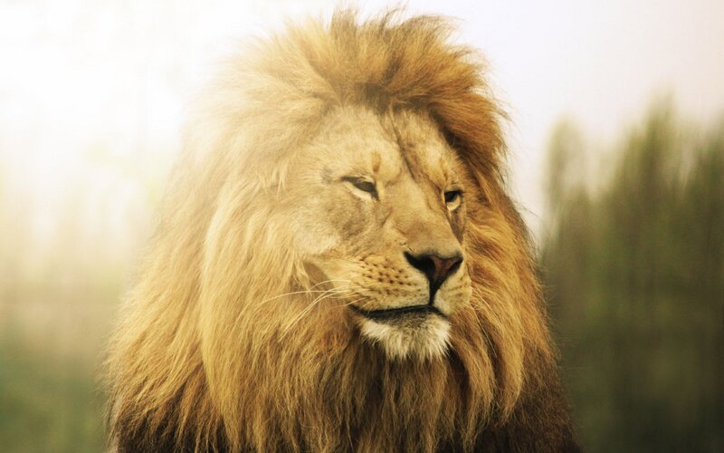 Male Lion with Mane — Brown, Serene, Morning, Photograph