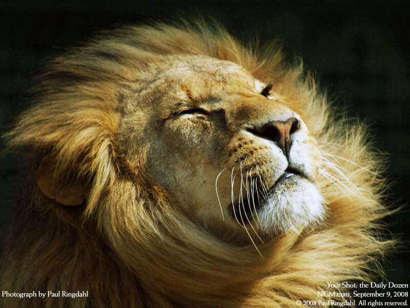 Male Lion with Mane — Brown, Serene