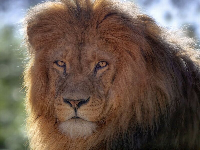Male Lion with Mane — Brown, Serious, Afternoon