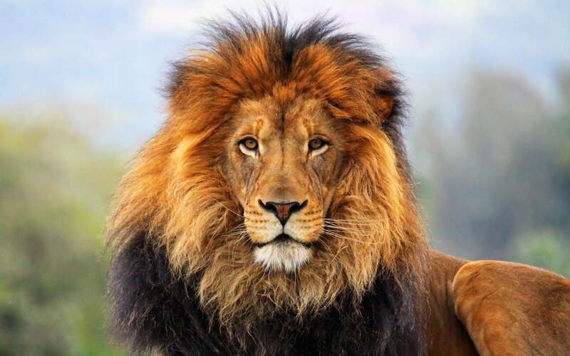 Male Lion with Mane — Brown, Serious, Photograph, Eyes