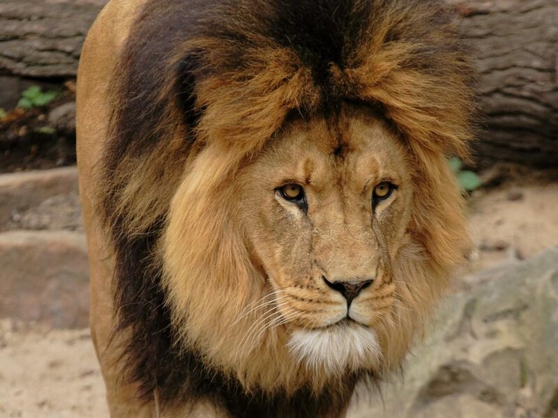 Male Lion with Mane — Brown, Serious, Photograph, Rock