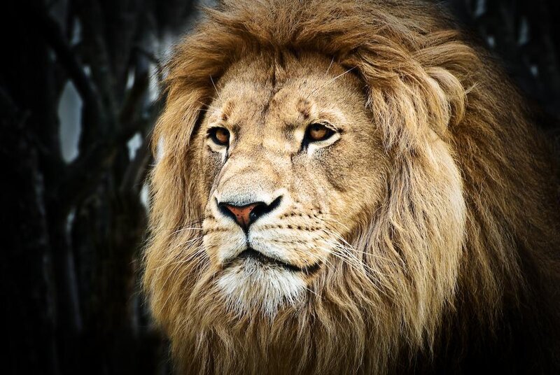Male Lion with Mane — Brown, Serious, Photograph, Trees, Black
