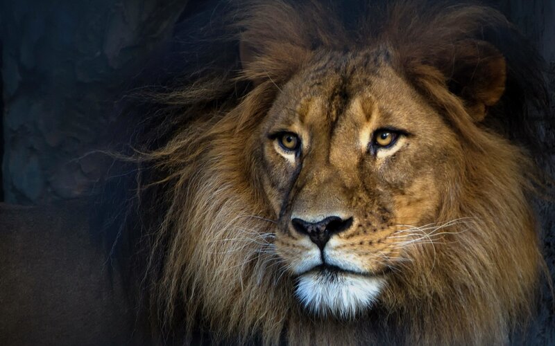 Male Lion with Mane — Brown, Serious, Photograph, Whiskers