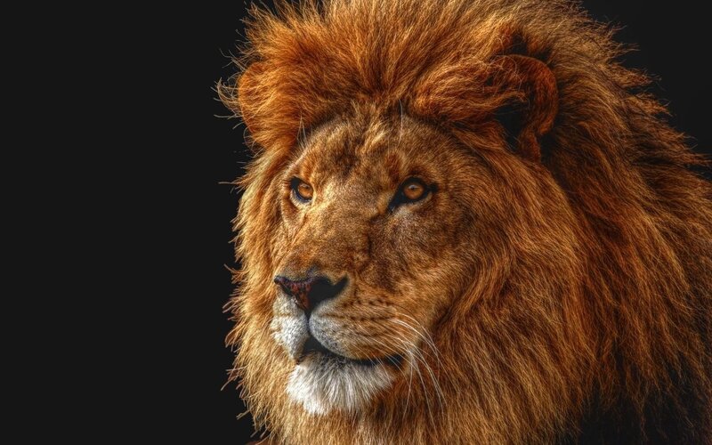 Male Lion with Mane — Brown, Serious