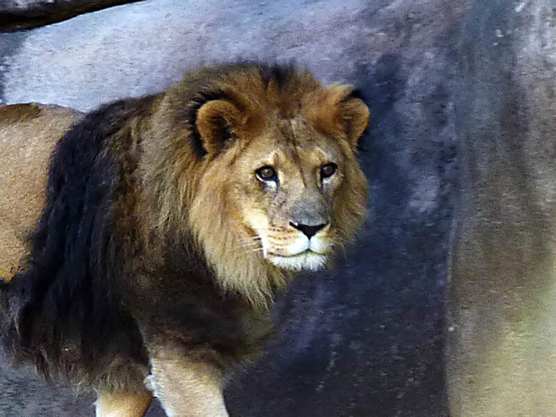 Male Lion with Mane — Brown