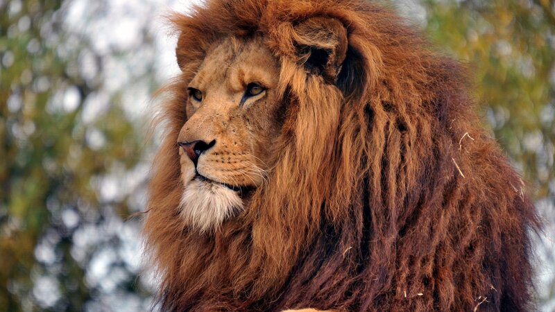 Male Lion with Mane — Calm