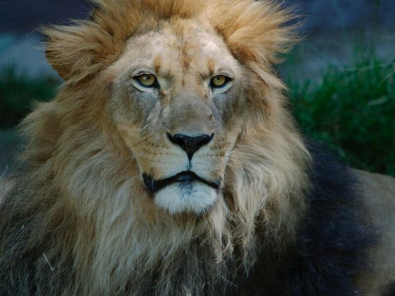 Male Lion with Mane — Grass