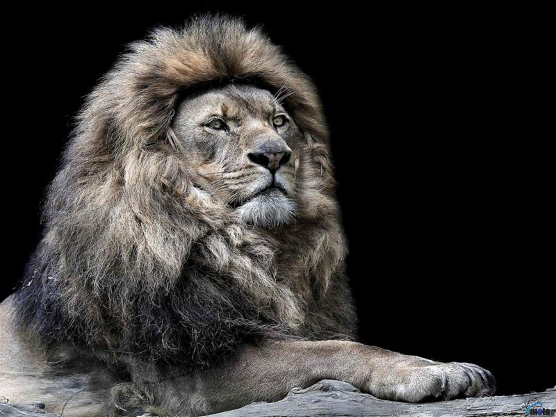 Male Lion with Mane — Gray