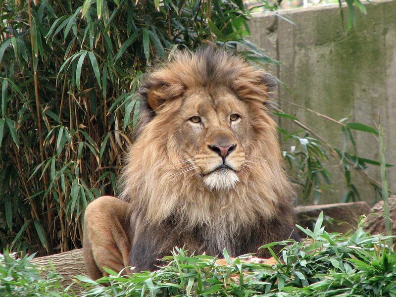 Male Lion with Mane