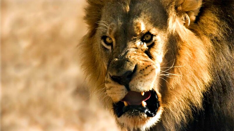 Male Lion with Open Mouth