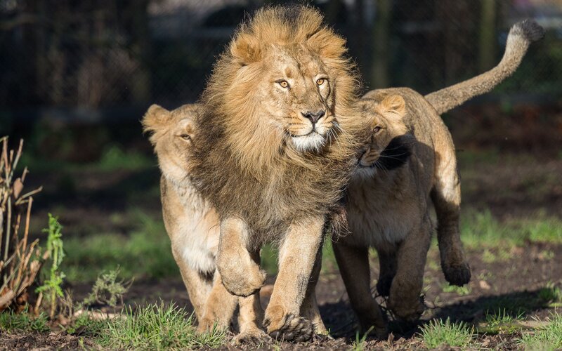 Male Lion with Two Lionesses
