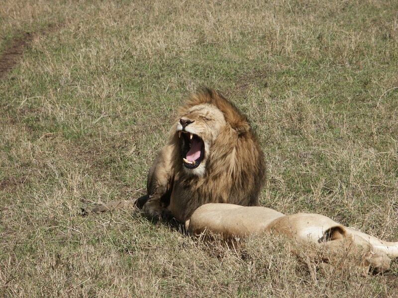 Male Lion Yawning — Brown, Calm
