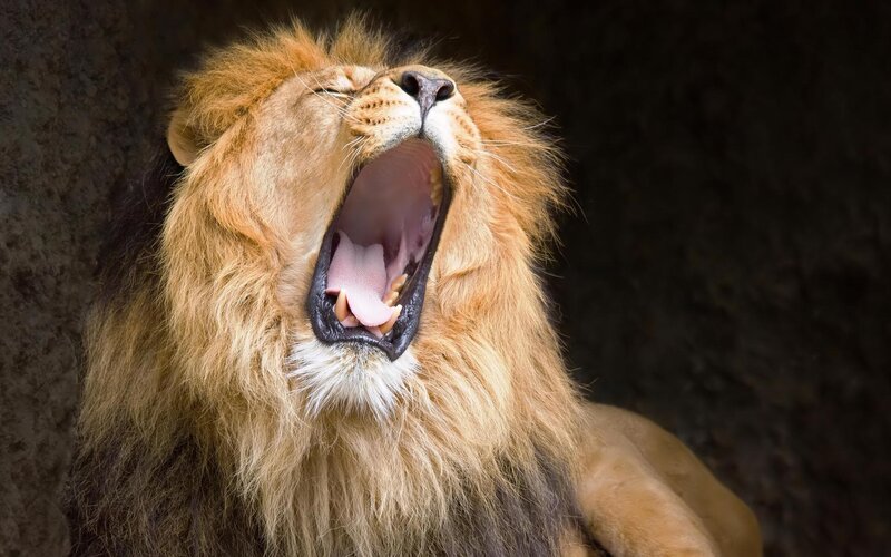 Male Lion Yawning — Brown, Dramatic, Photograph, Cave