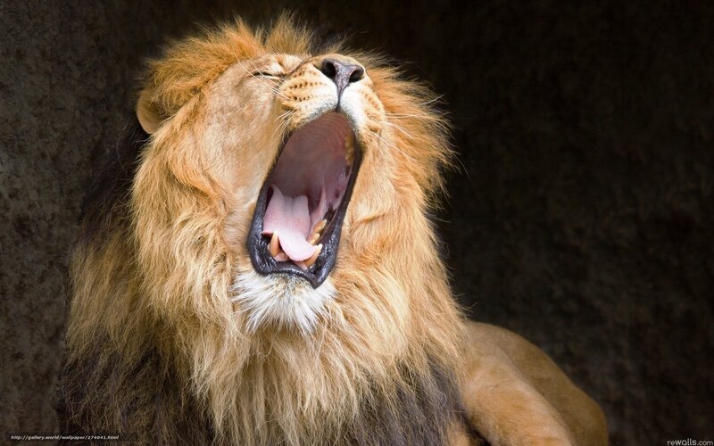Male Lion Yawning — Brown, Dramatic, Photograph, Mouth, Mane