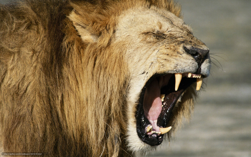 Male Lion Yawning — Brown, Dramatic, Photograph, Mouth, Teeth