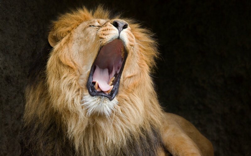 Male Lion Yawning — Brown, Dramatic, Photograph, Mouth