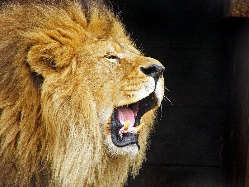 Male Lion Yawning — Brown, Dramatic, Photograph