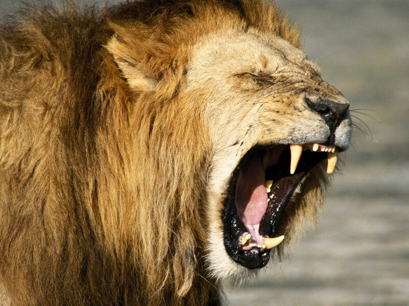 Male Lion Yawning — Brown, Dramatic