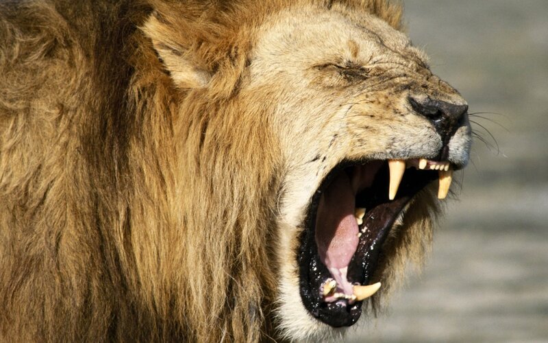 Male Lion Yawning — Brown, Intense