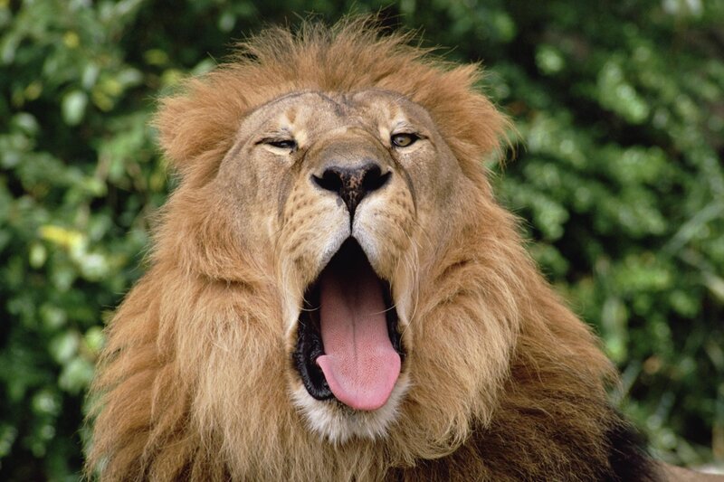 Male Lion Yawning — Brown, Natural, Photograph
