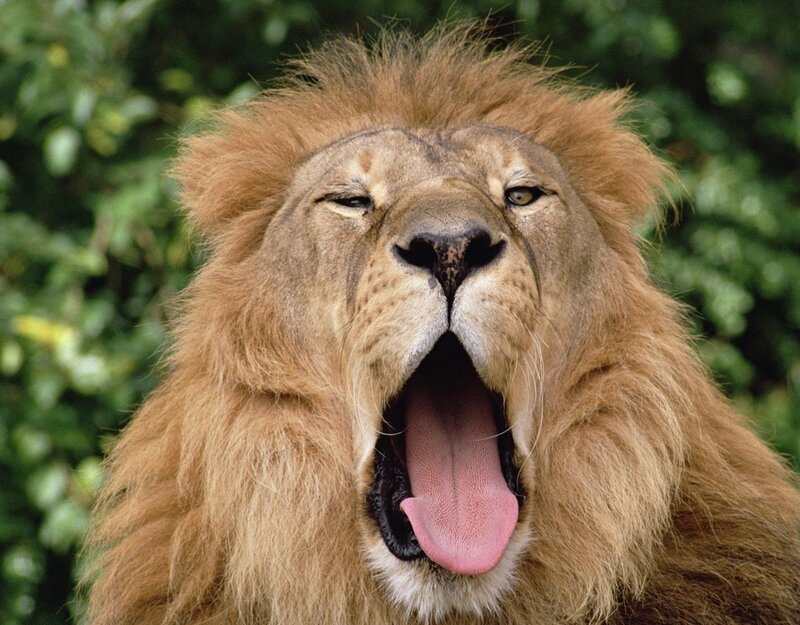 Male Lion Yawning — Brown, Natural, Photograph, Trees