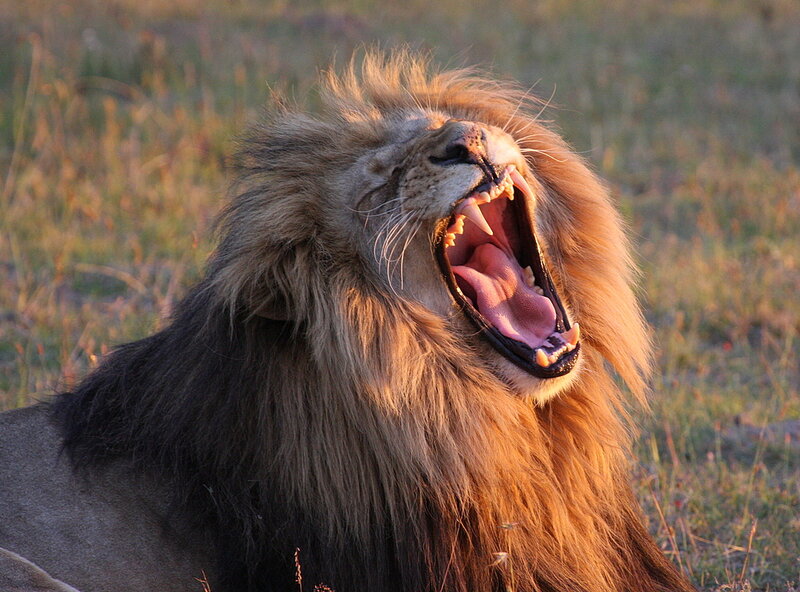 Male Lion Yawning — Brown, Natural, Sunset