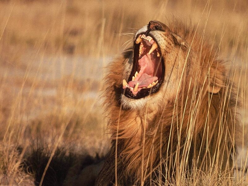 Male Lion Yawning — Brown