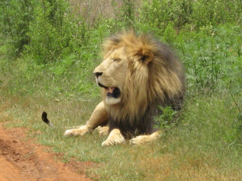 Male Lion Yawning — Green, Calm