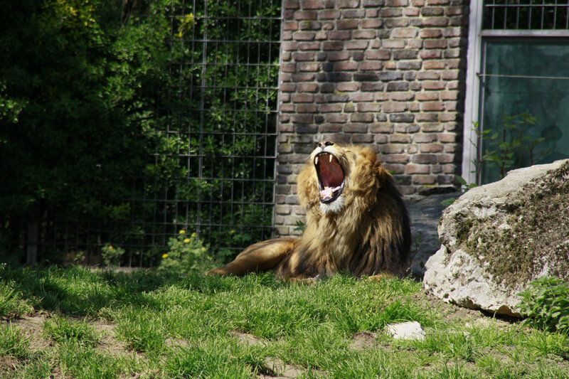 Male Lion Yawning — Green