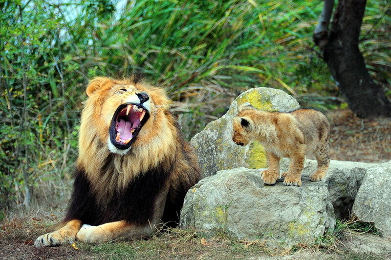 Male Lion Yawning