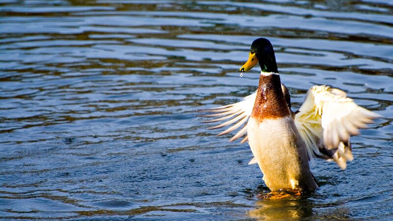 Male Mallard Duck — Blue, Active, Afternoon