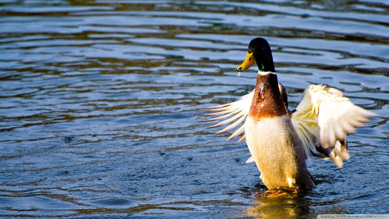 Male Mallard Duck — Blue, Active