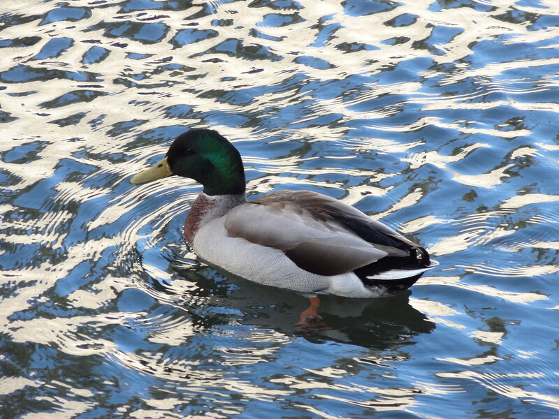 Male Mallard Duck — Blue, Calm