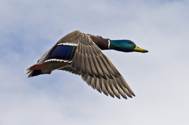 Male Mallard Duck — Blue, Dynamic