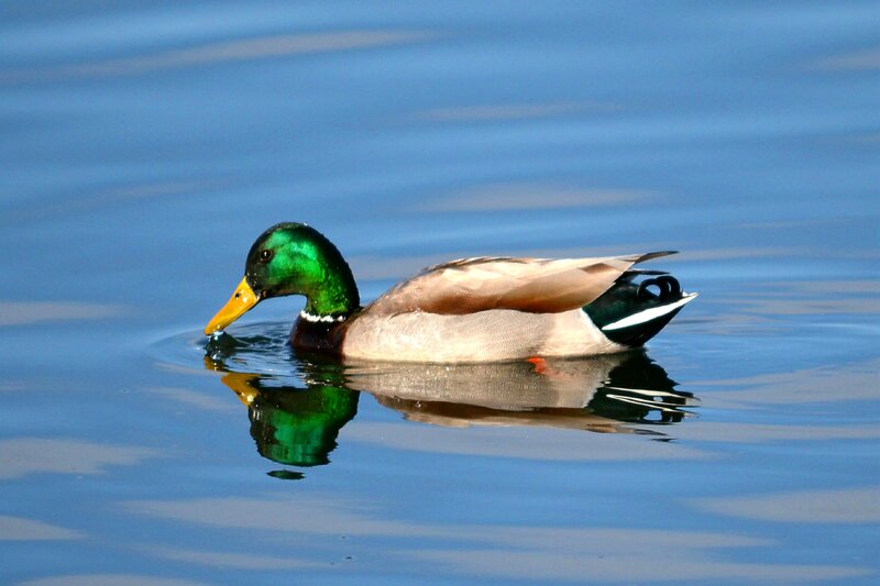 Male Mallard Duck — Blue, Serene
