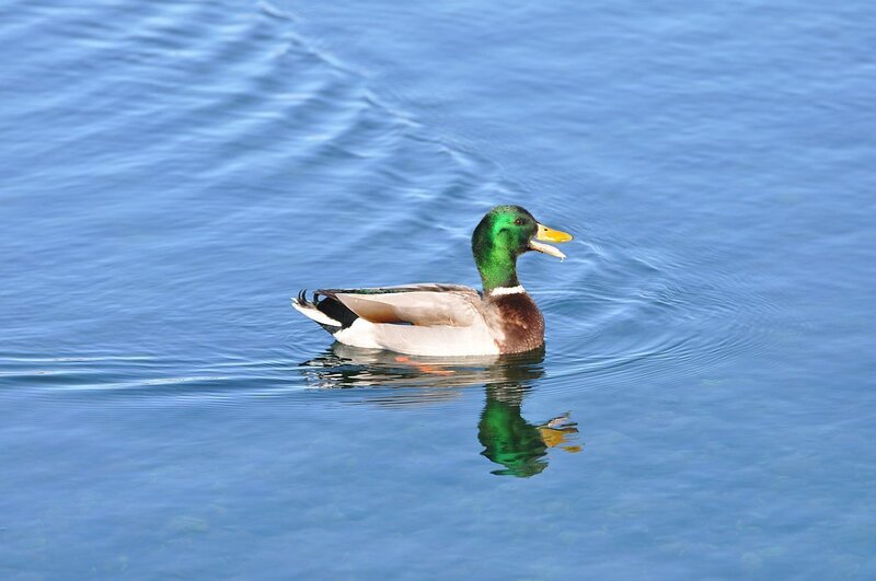 Male Mallard Duck — Blue