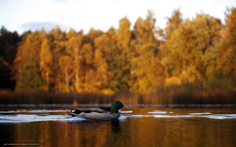 Male Mallard Duck — Brown, Serene