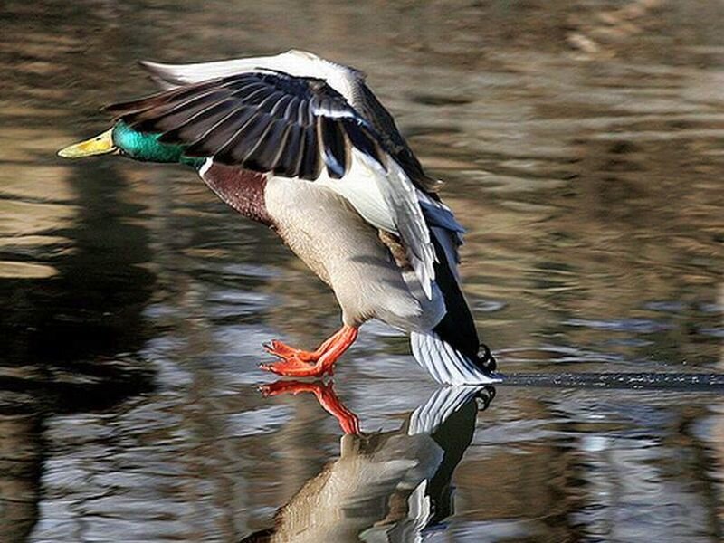 Male Mallard Duck — Brown